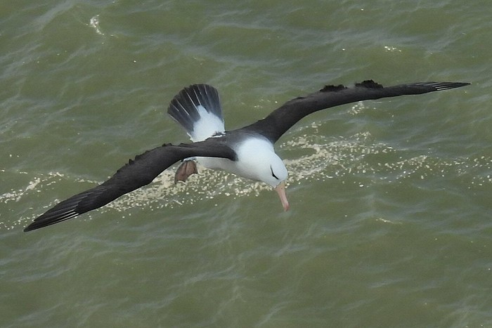 Black-browed Albatross