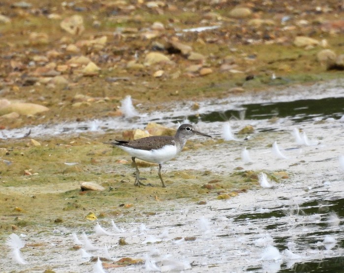 Common Sandpiper