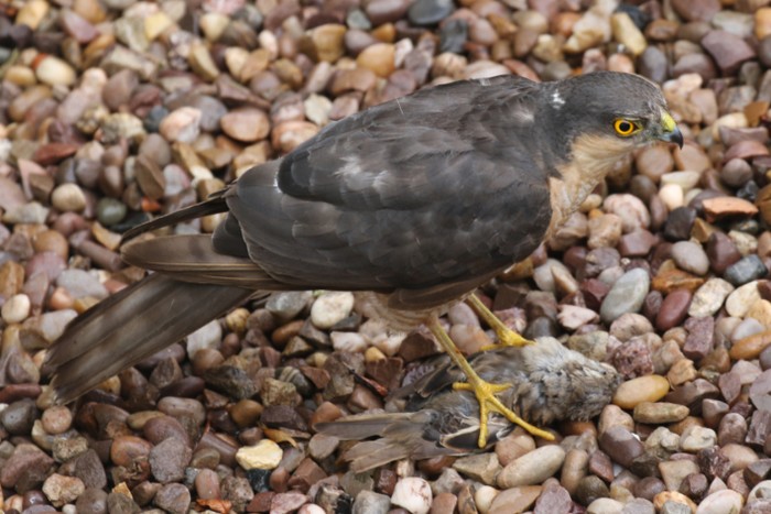 Sparrowhawk