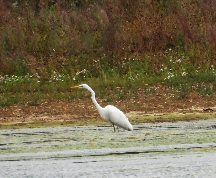 Great White Egret