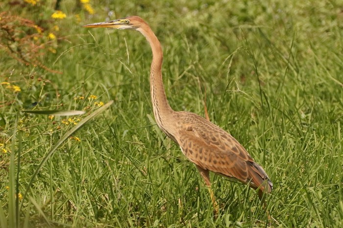 Purple Heron