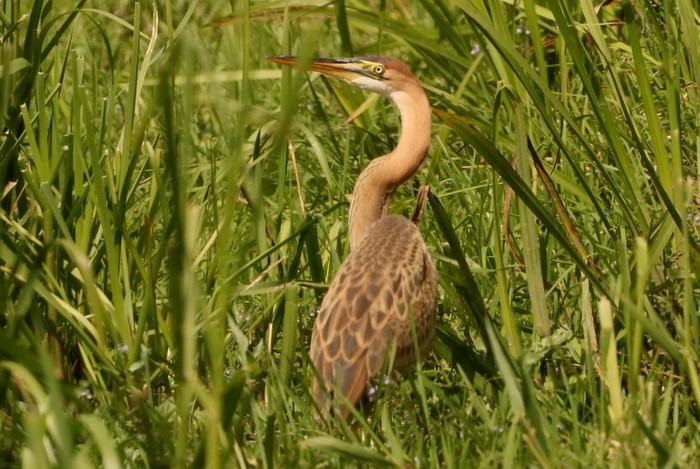 Purple Heron