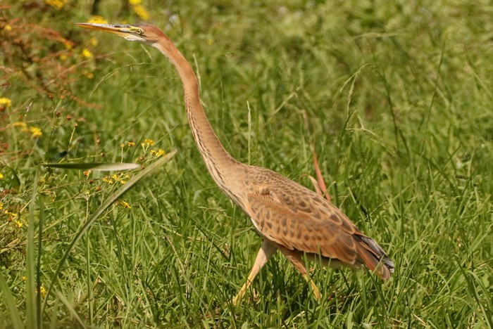 Purple Heron