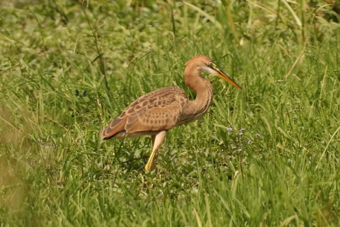 Purple Heron