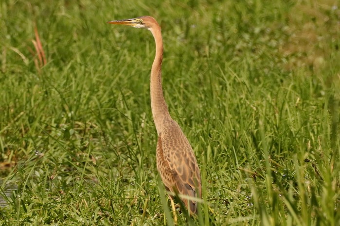 Purple Heron