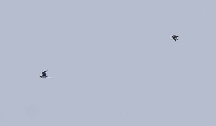Pomarine Skua