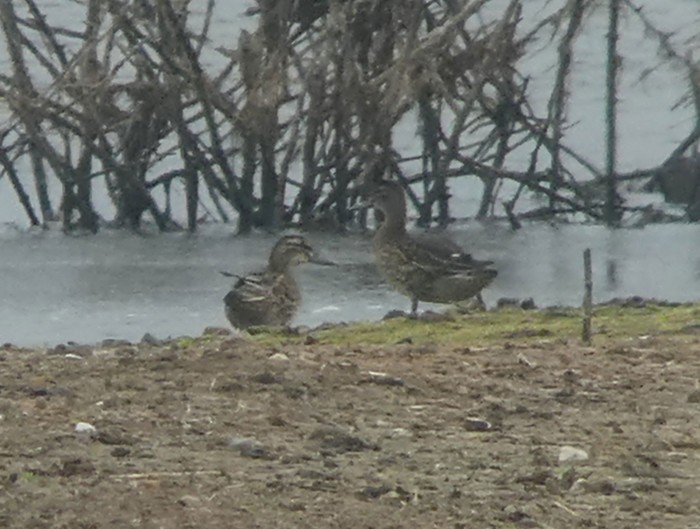 Garganey