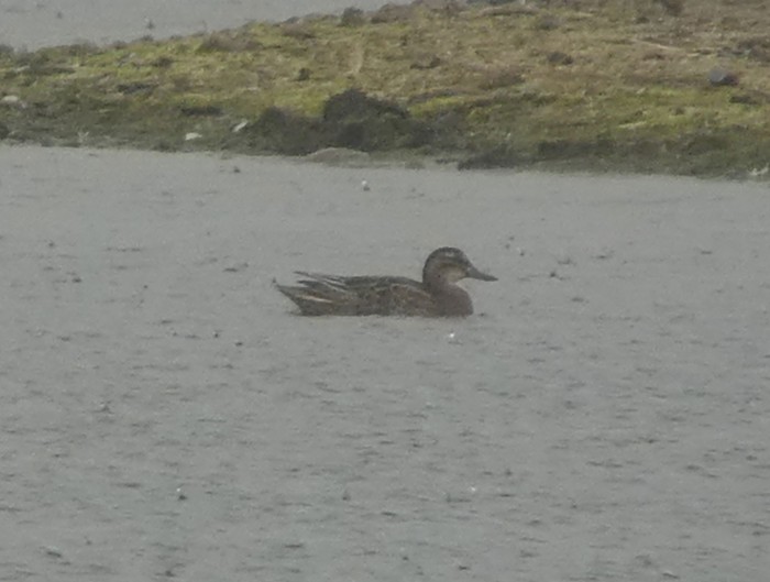 Garganey