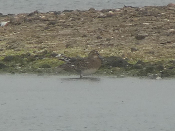 Garganey