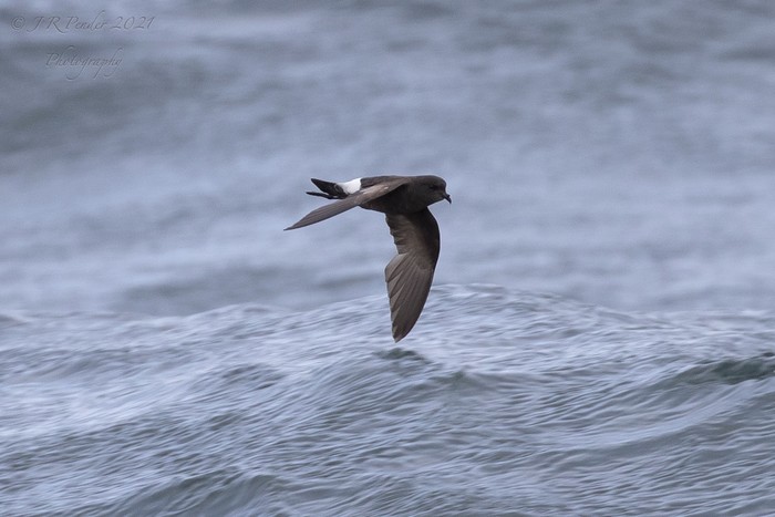 Wilson's Petrel