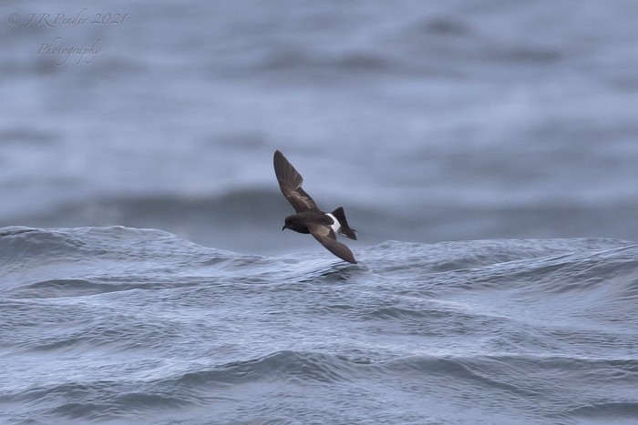 Wilson's Petrel