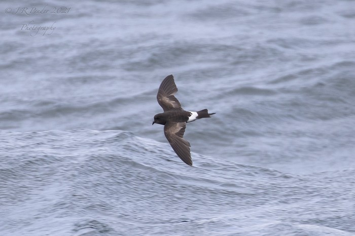 Wilson's Petrel