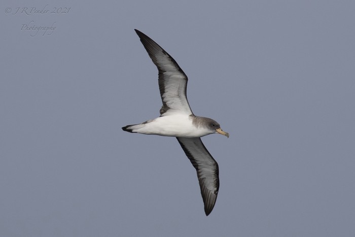 Cory's Shearwater