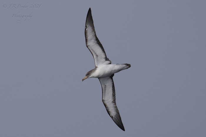 Cory's Shearwater