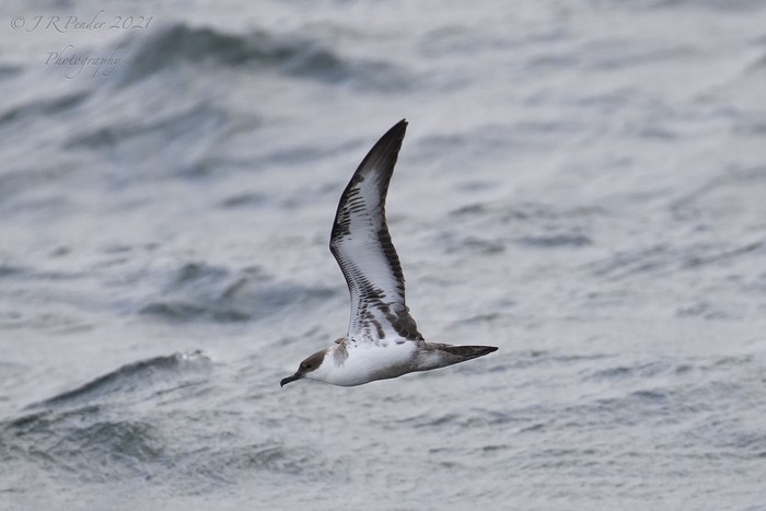 Great Shearwater
