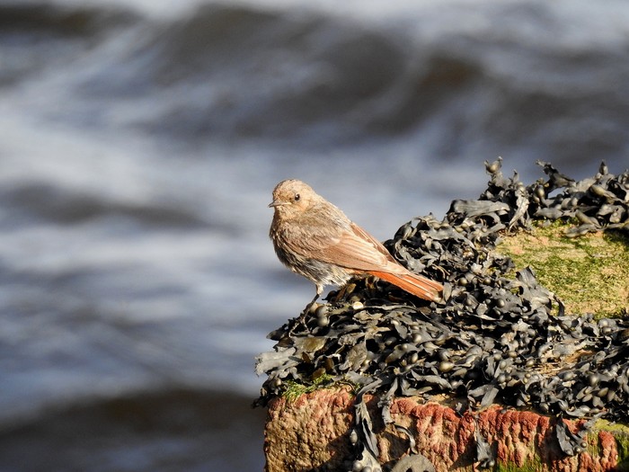 Black Redstart