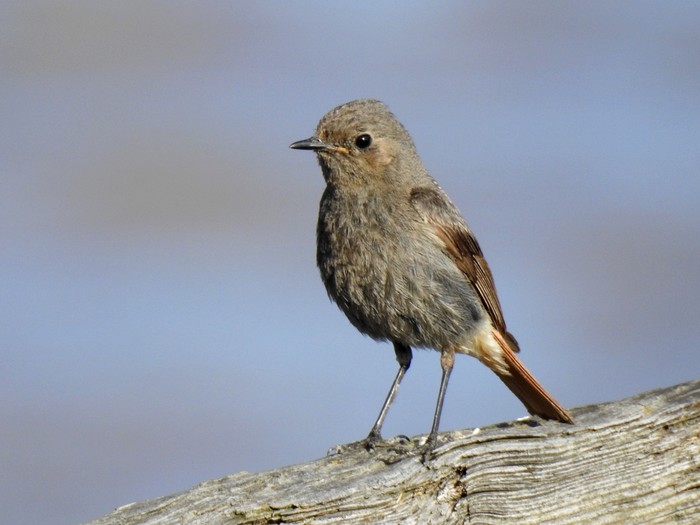 Black redstart 