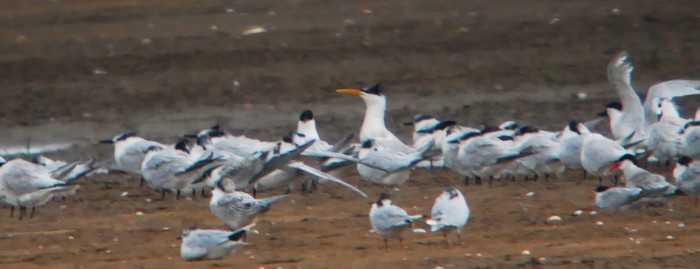 Elegant Tern