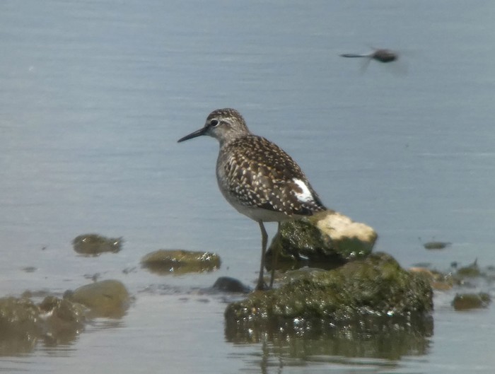 Wood Sandpiper