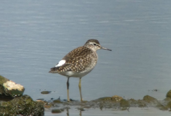 Wood Sandpiper