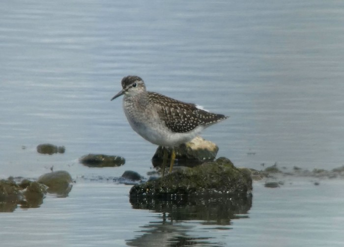 Wood Sandpiper