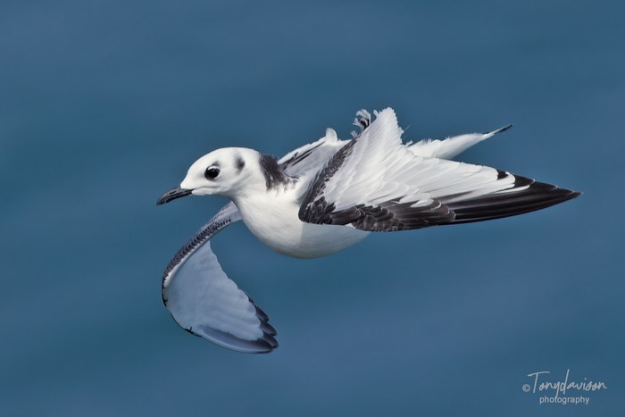 Kittiwake