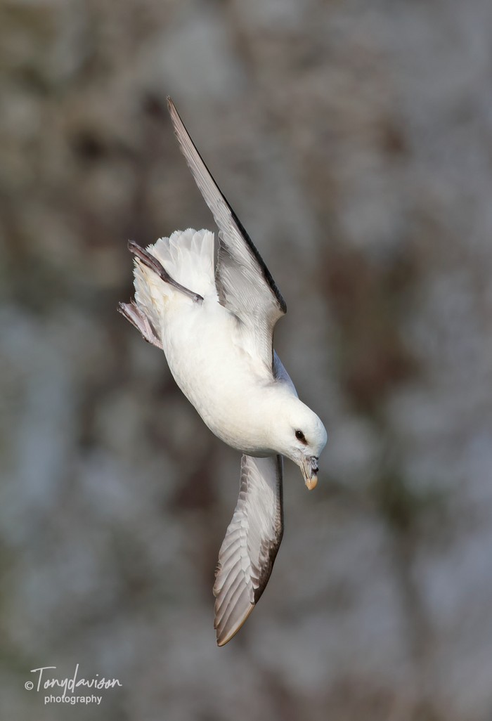 Fulmar