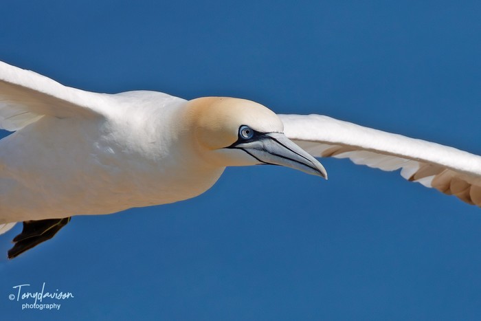 Gannet