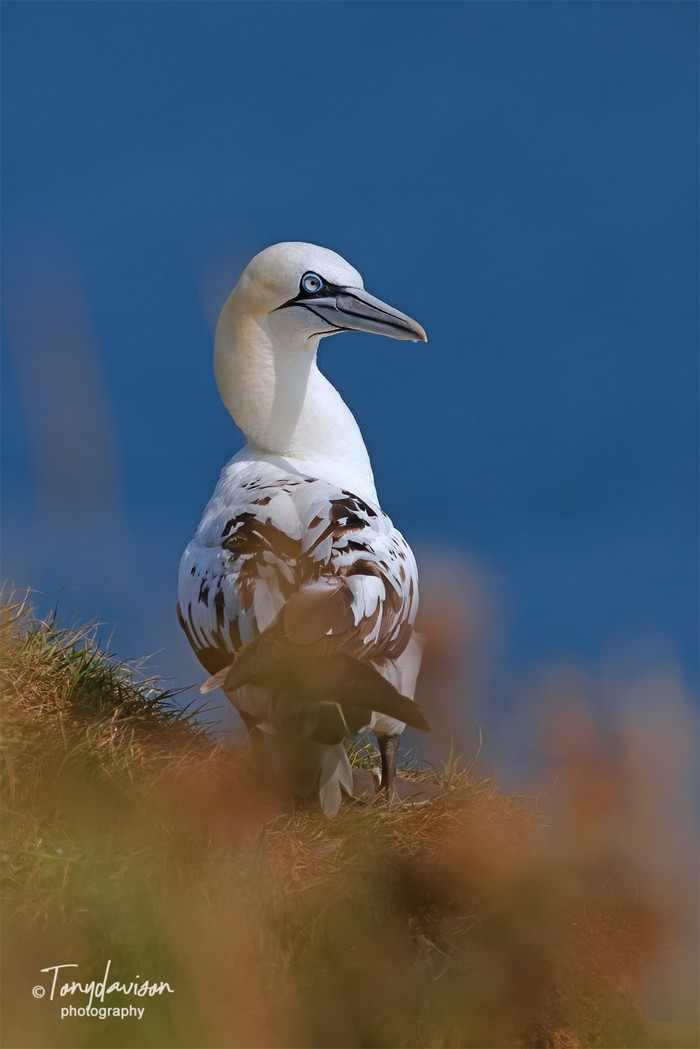 Gannet