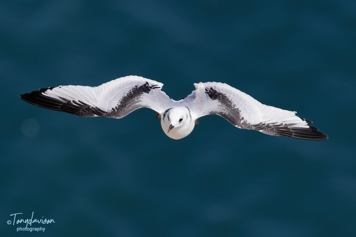Kittiwake