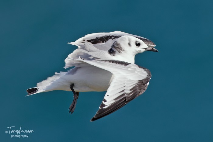 Kittiwake