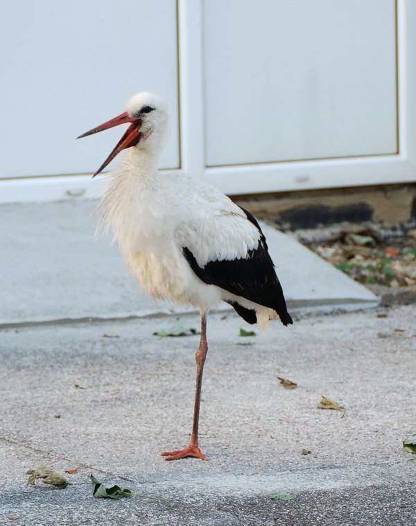 White Stork