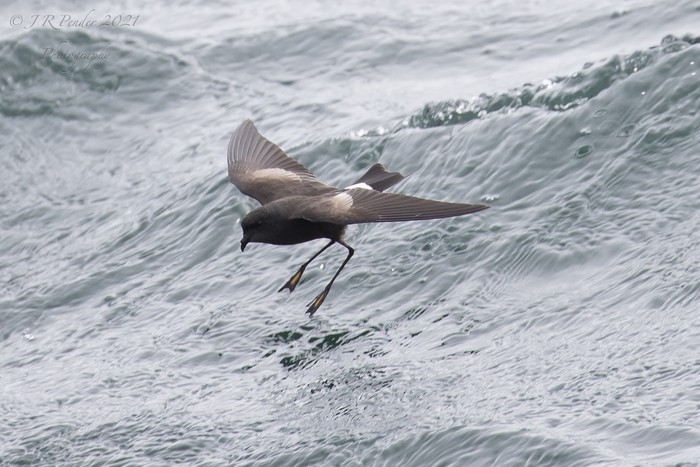 Wilson's Petrel