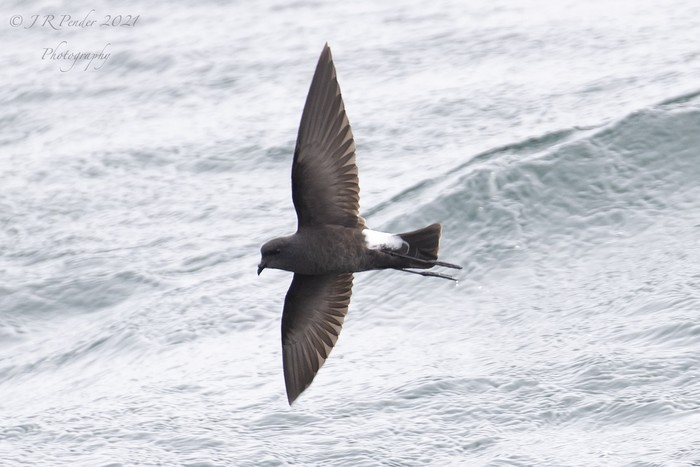 Wilson's Petrel