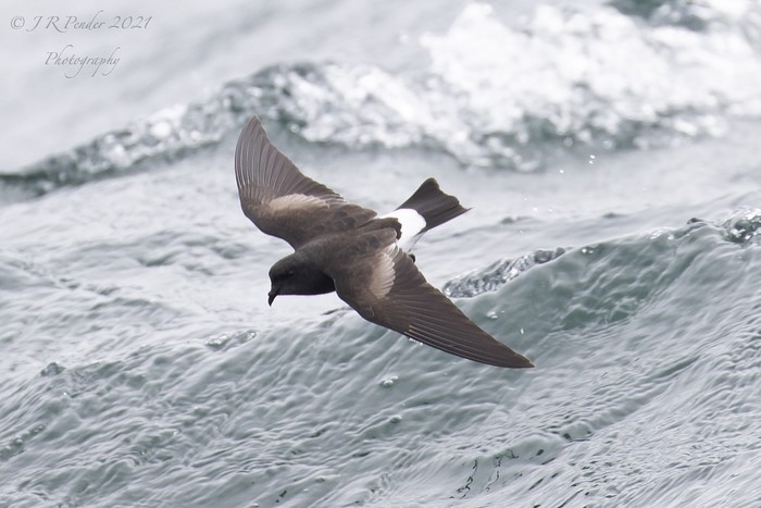 Wilson's Petrel