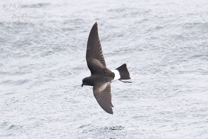 Wilson's Petrel