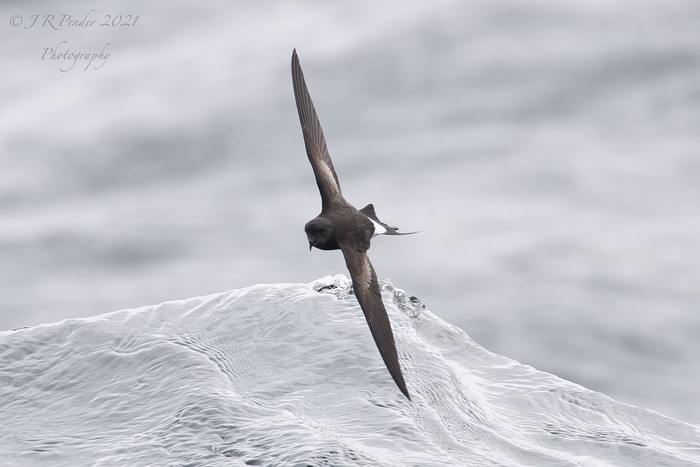 Wilson's Petrel