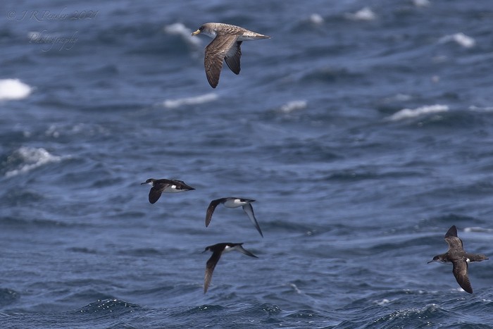 Cory's Shearwater
