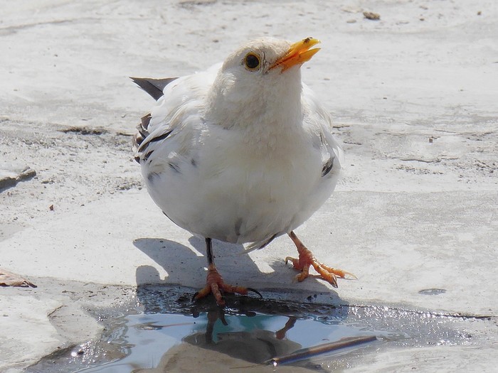 Blackbird