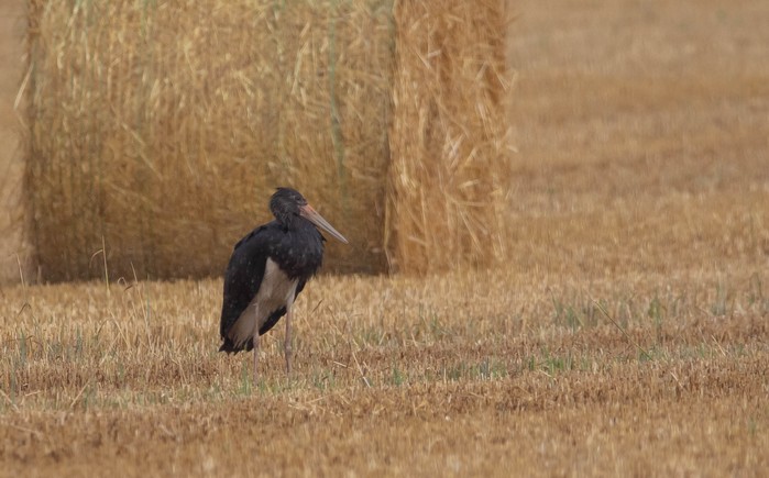 Black Stork