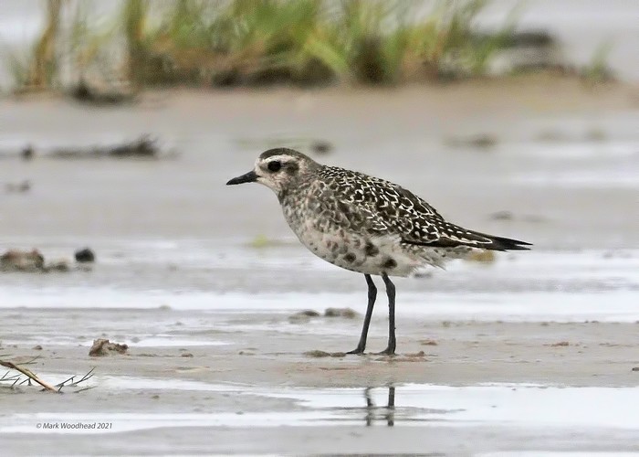 American Golden Plover