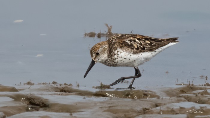 Western Sandpiper