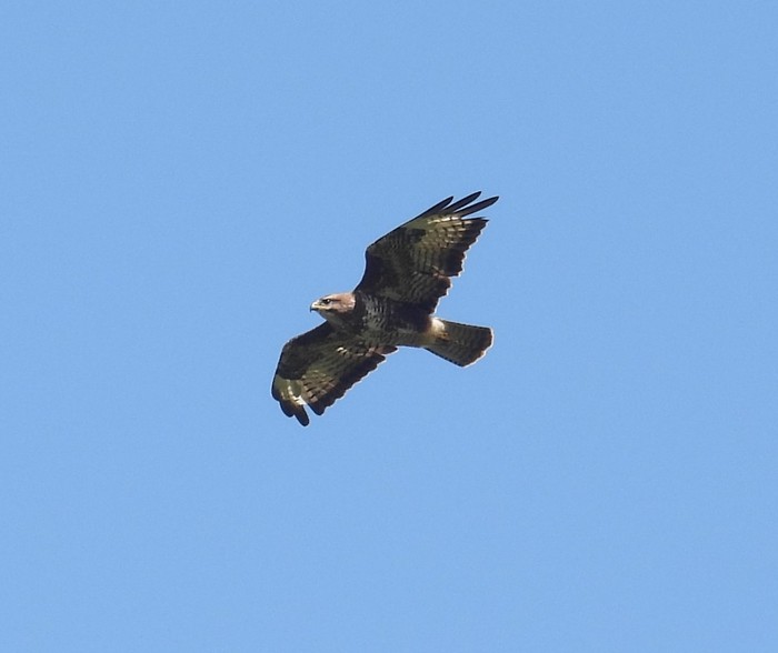 Buzzard