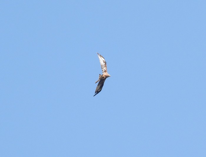 Red Kite