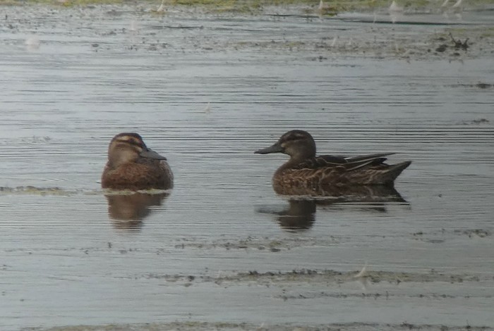 Garganey