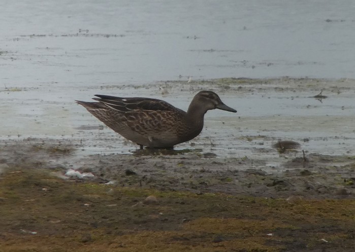 Garganey