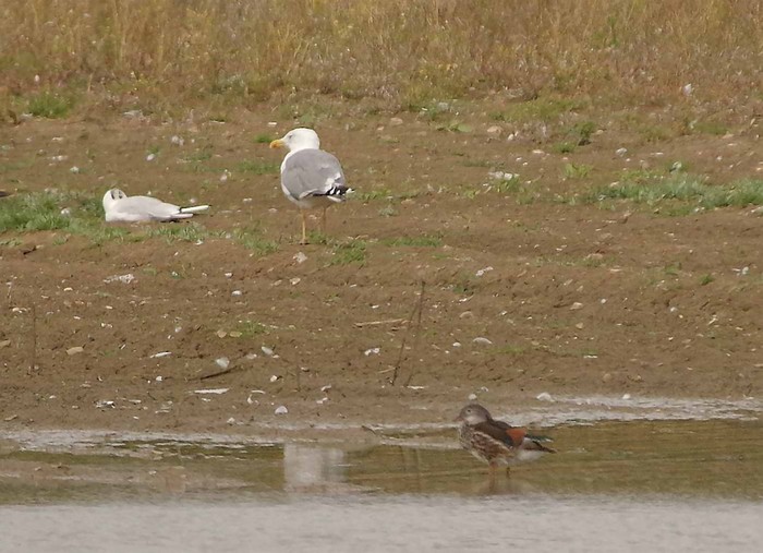 Yellow-legged Gull