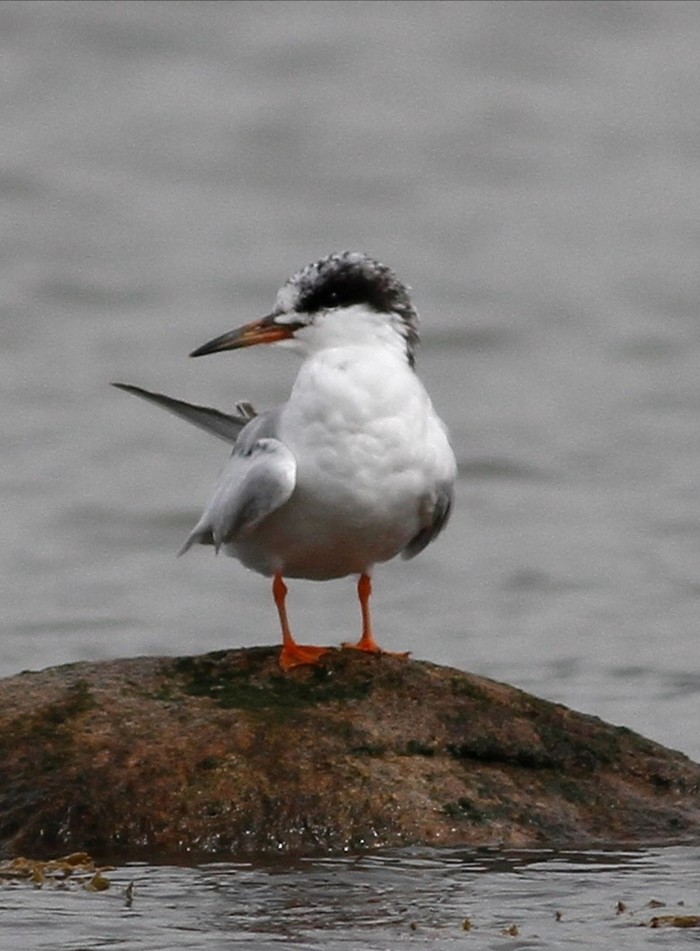 Forster's Tern 