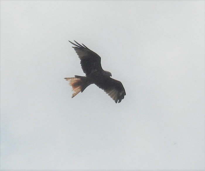 Red Kite