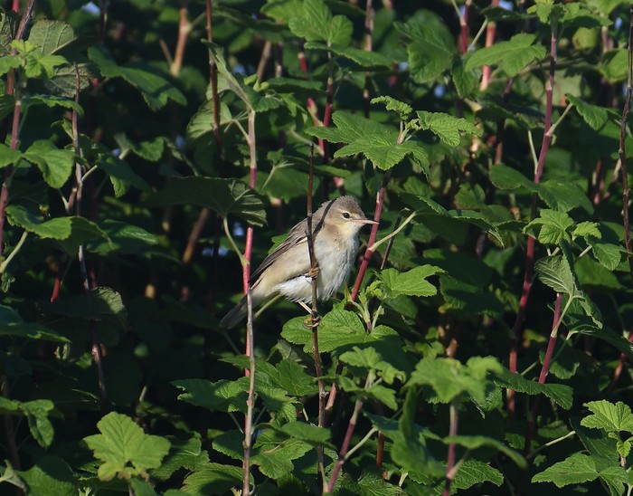 Marsh Warbler